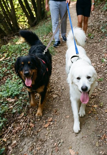 cane a bologna che fa mobility dog con Caterina giardini