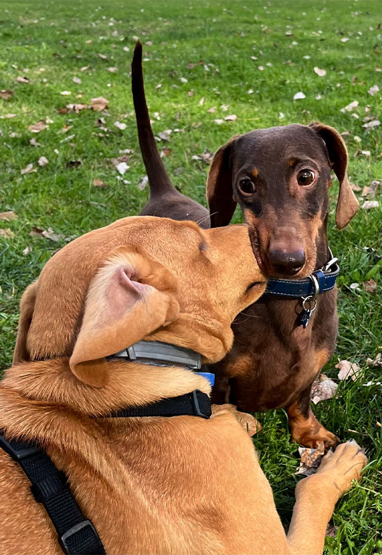 cane labrador con Caterina Giardini Dog sitter a bologna