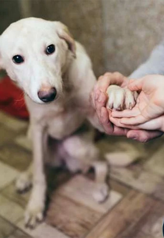 consulenza per adottare un cane al canile 