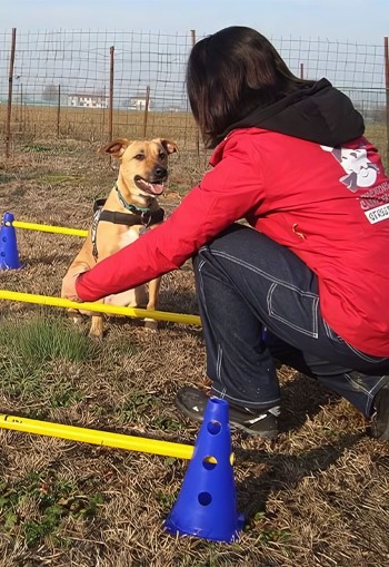 Puppy Class a Bologna