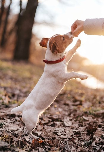 Puppy Class a Bologna