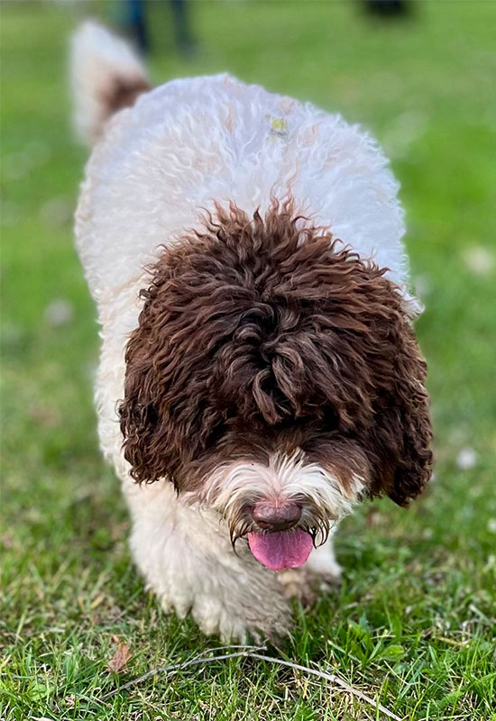 cane che fa Ricerca olfattiva con Caterina Giardini a bologna
