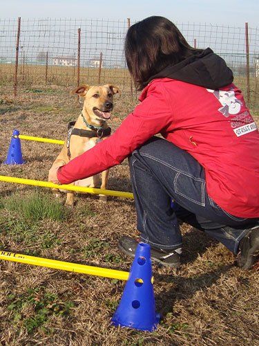 cane a bologna che fa mobility dog con Caterina giardini