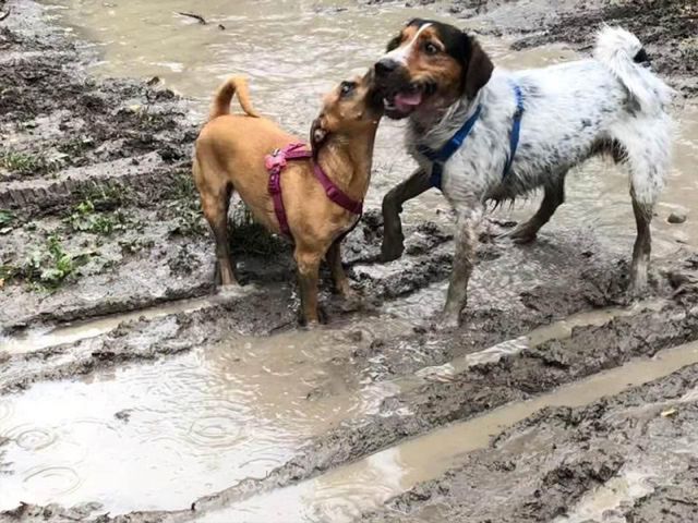 Caterina Giardini che addestra i cani giocando