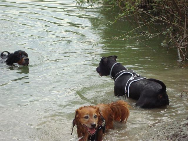 Cane addestrato in acqua