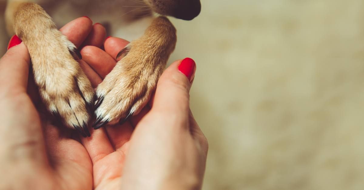 relazione tra cane e uomo con Caterina Giardini