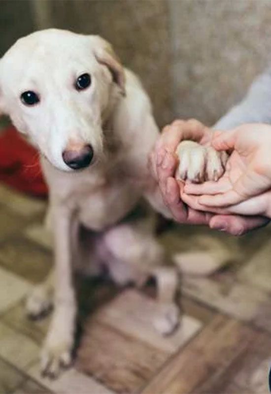 Consulenza per adottare un cane al canile di bologna