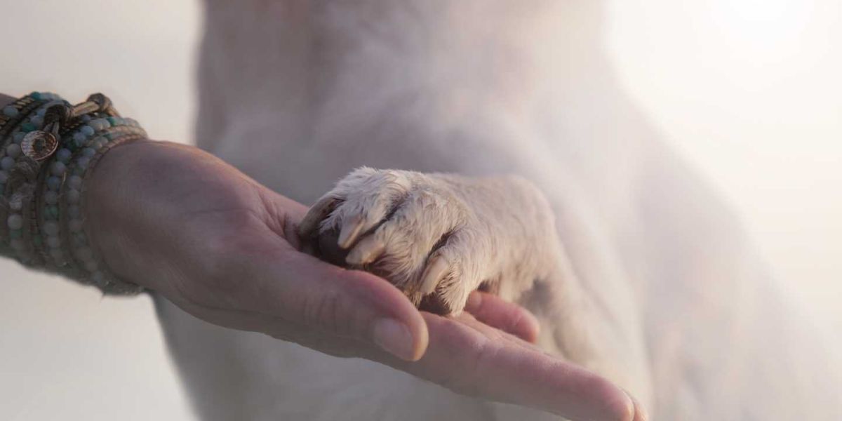 Addestramento cani a dare la zampa Bologna